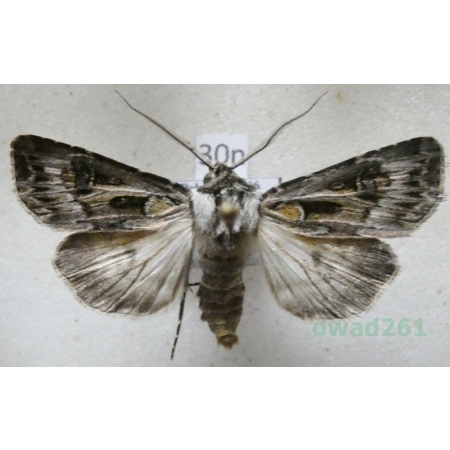 Agrotis vestigialis (Hufnagel, 1766) male Rolnica szkółkówka Poland30n